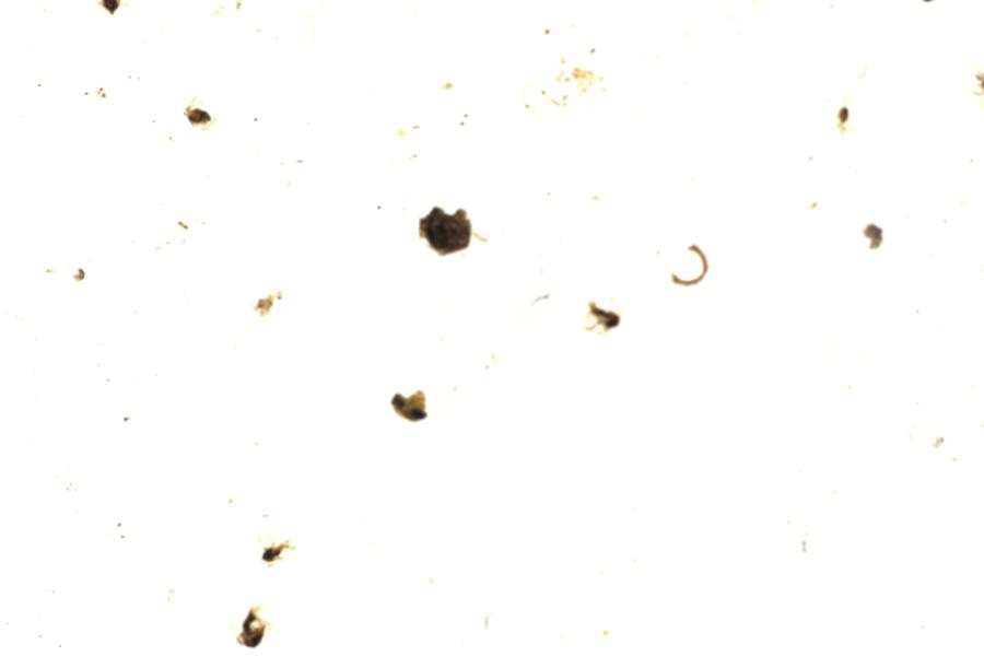 Image 202